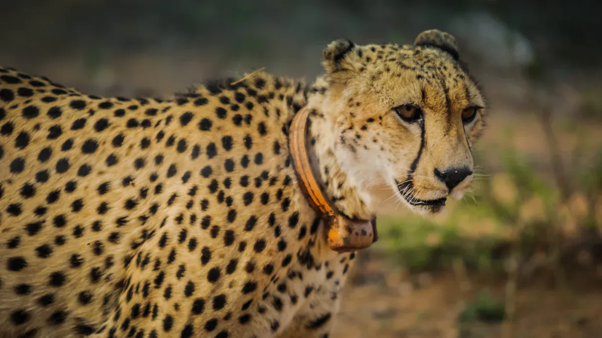 Types of Digital Tags for Animal Identification