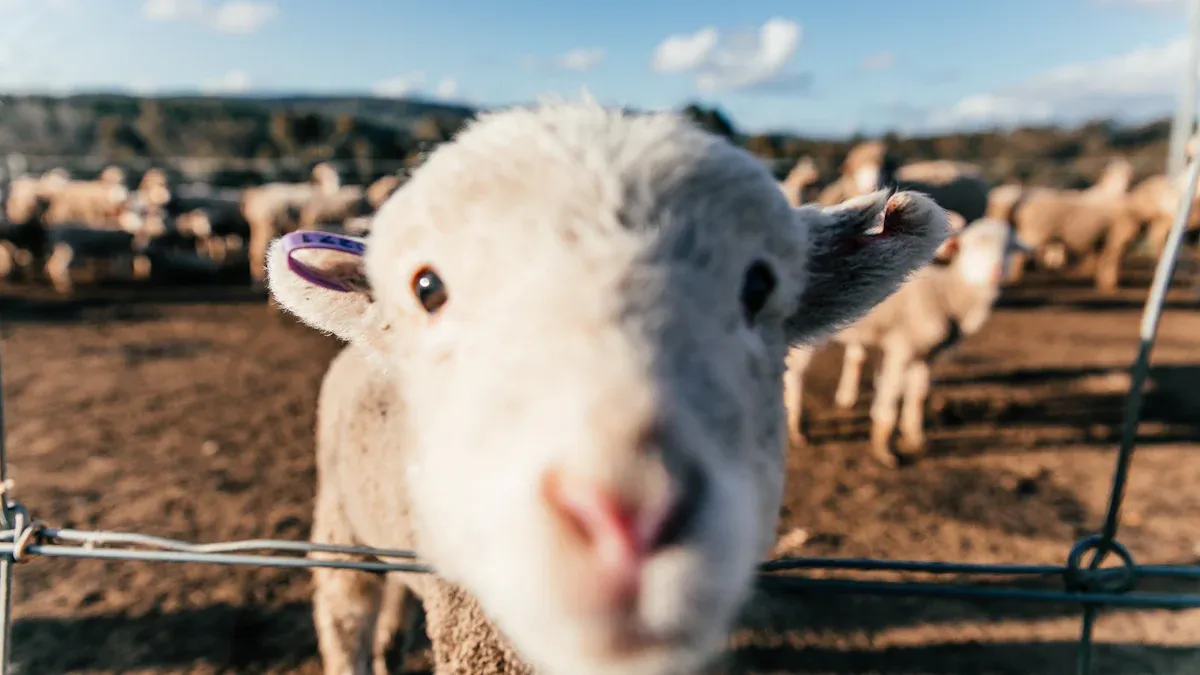 Exploring Digital Tags for Accurate Animal Tracking